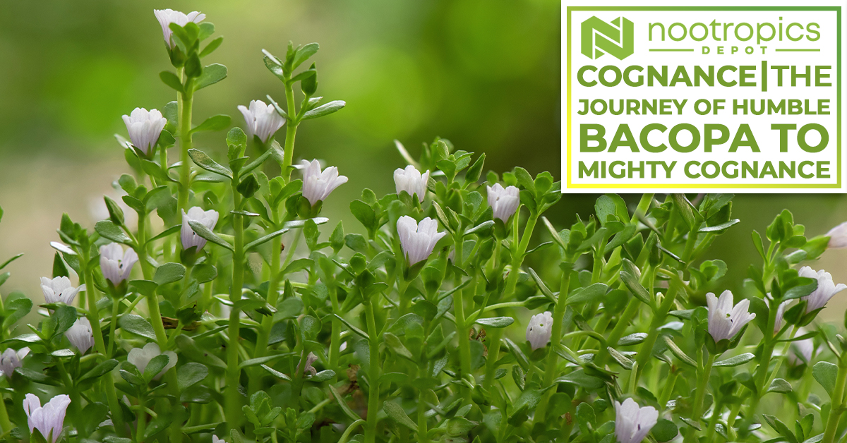 Cognance | The Journey Of Humble Bacopa To Mighty Cognance